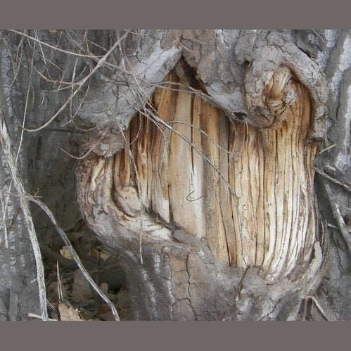 Grinning Cottonwood