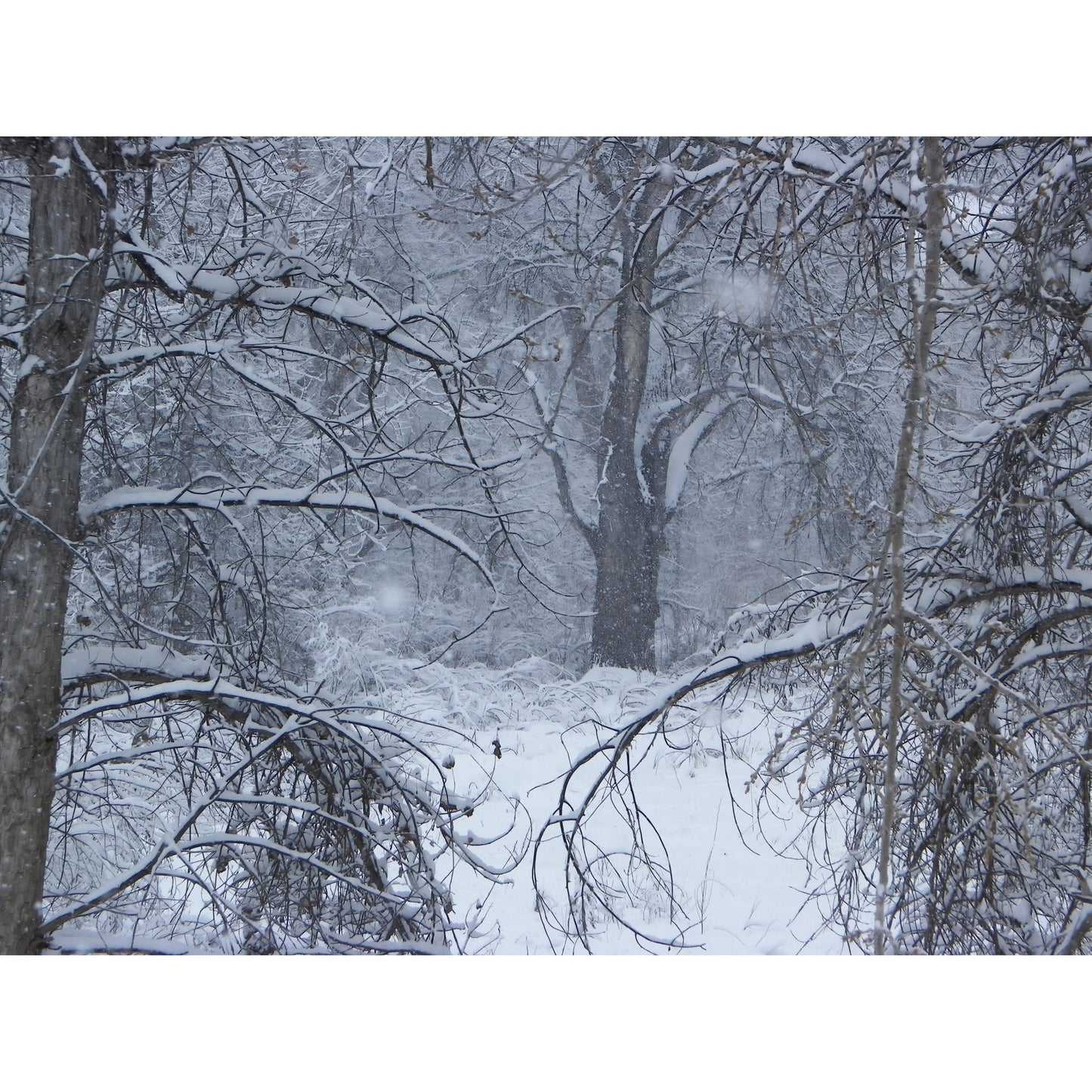 Enter Winter Wonderland